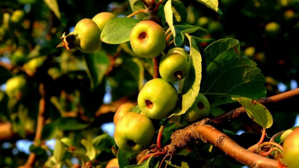 Работа с побегами яблонь и груш