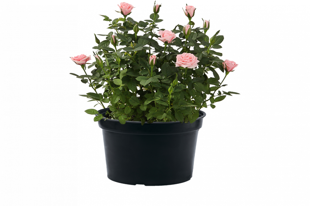 Роза флорибунда Bordure Rose