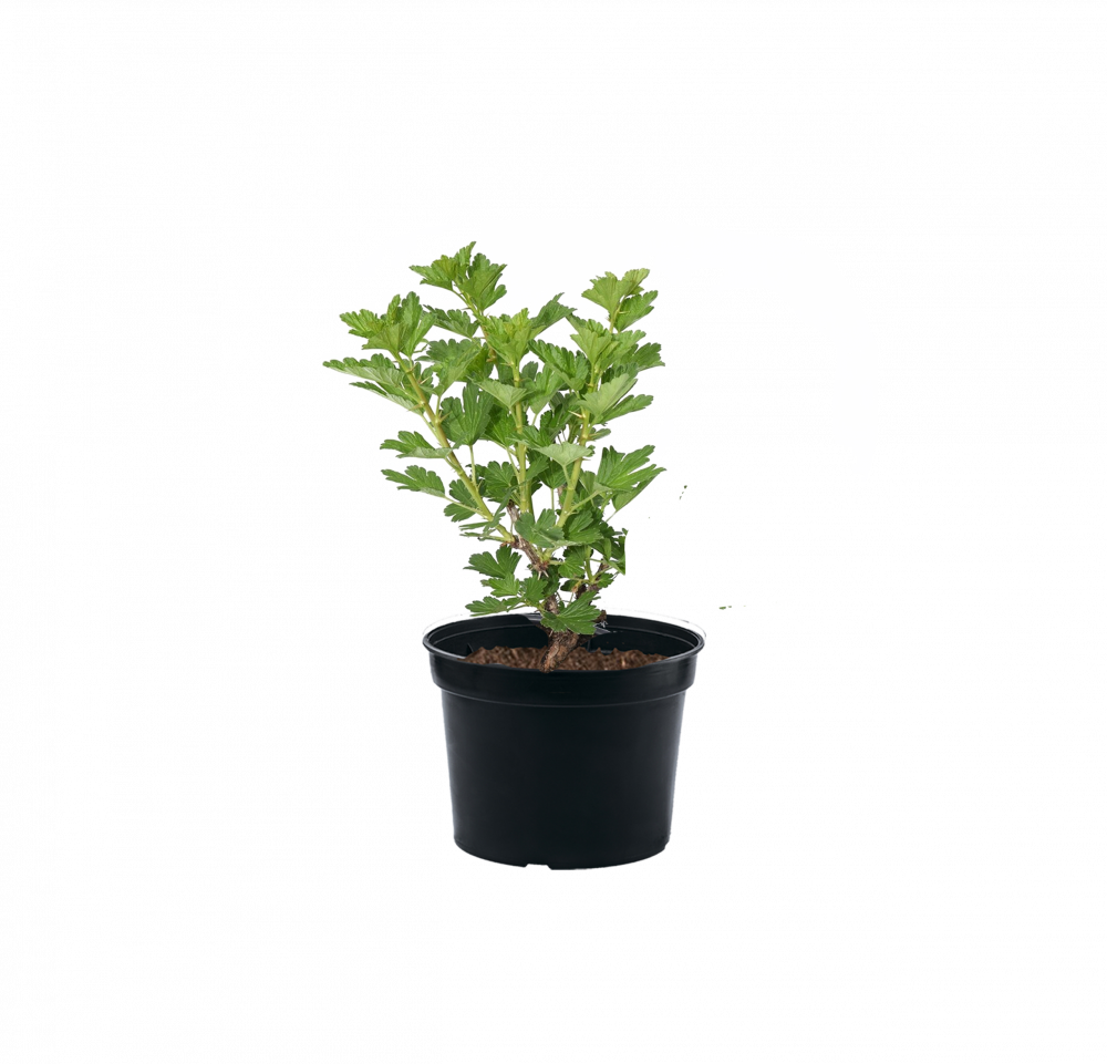 Крыжовник Ravolt