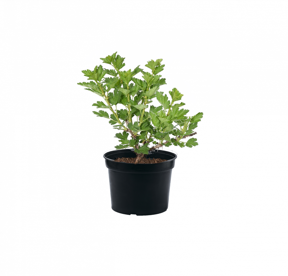 Крыжовник Salut